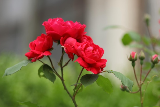 Grote bos rode rozen op een achtergrond van de natuur Het concept van liefde, passie en romantiek Close-up van bloeiende rozen buitenshuis