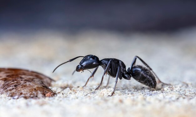grote bosmieren in een inheemse habitat