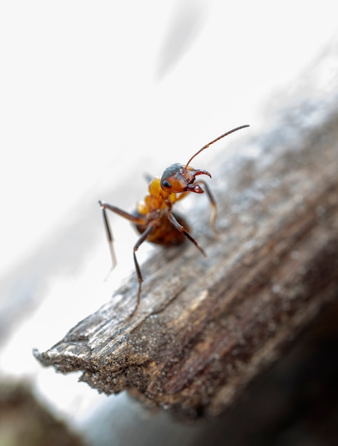 grote bosmieren in een inheemse habitat