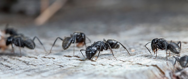 Grote bosmieren in een inheemse habitat