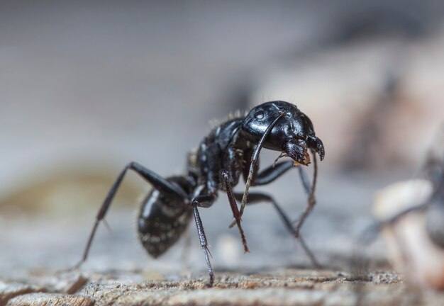 grote bosmieren in een inheemse habitat