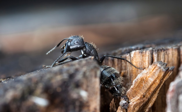 grote bosmieren in een inheemse habitat