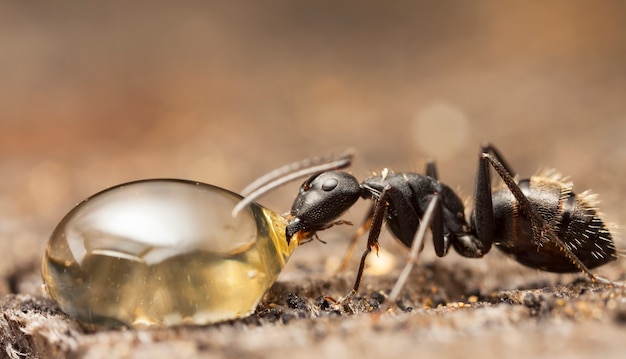 grote bosmieren in een inheemse habitat