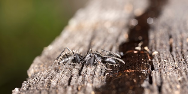 grote bosmieren in een inheemse habitat