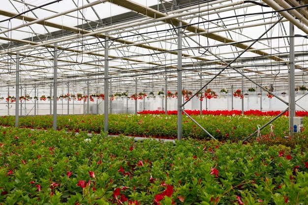 Grote broeikas met geraniumbloemen