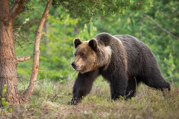 Grote bruine beer wandelen in het bos in de zomer natuur