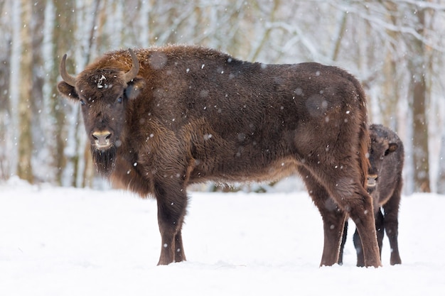 Grote bruine bizons Wisent-familie dichtbij de winterbos met sneeuw.