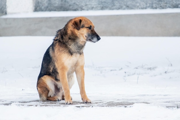 Grote bruine hond in de winter zittend in de sneeuw