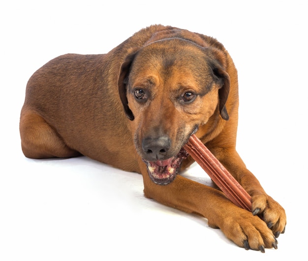 Grote bruine hond met kort haar die een stok eet om op te kauwen