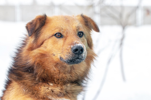 Grote bruine pluizige hond met besneeuwde snuit, hondenportret close-up