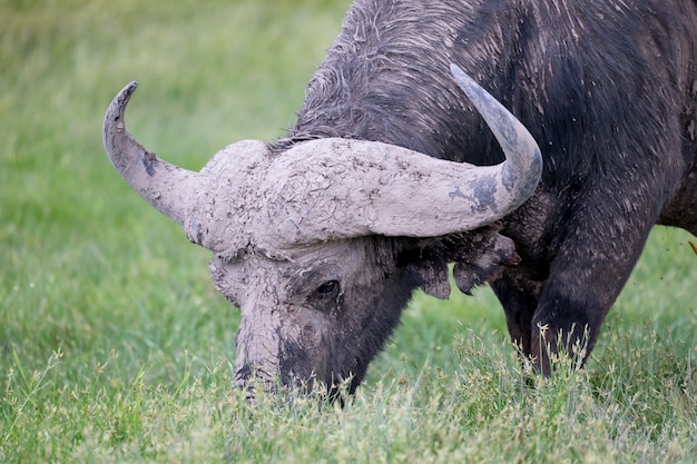 Grote buffels in het grasland van de savanne