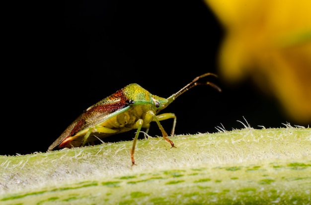 Grote bug-bug zittend op de stengel van de plant