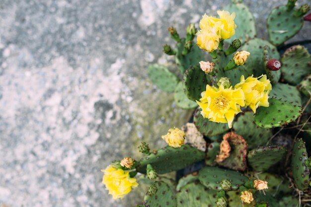 Grote cactus in de potten cactus voor decoratie pluizige cactus met lange naalden