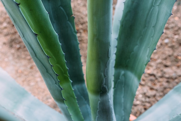 Grote cactus in de potten cactus voor decoratie pluizige cactus met lange naalden