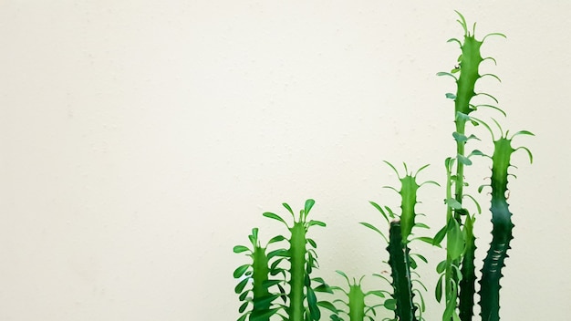 Grote cactus in een pot. Stekelige plant in het zonlicht bij de muur.