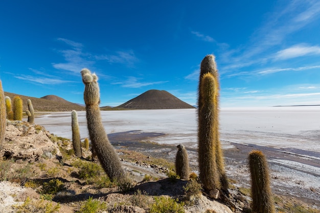 Grote cactus op het eiland incahuasi, zoutvlakte salar de uyuni, altiplano, bolivia. ongewone natuurlijke landschappen verlaten zonnereizen zuid-amerika