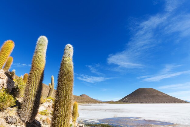 Grote cactus op het eiland incahuasi, zoutvlakte salar de uyuni, altiplano, bolivia