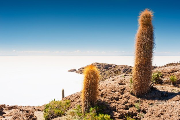 Grote cactus op het eiland Incahuasi, zoutvlakte Salar de Uyuni, Altiplano, Bolivia