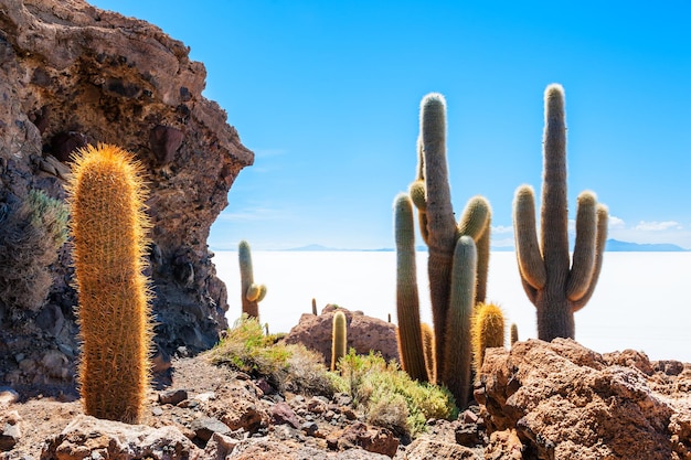 Grote cactus op het eiland Incahuasi, zoutvlakte Salar de Uyuni, Altiplano, Bolivia