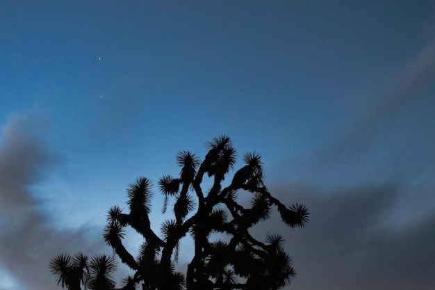 Grote cactus over blauwe lucht