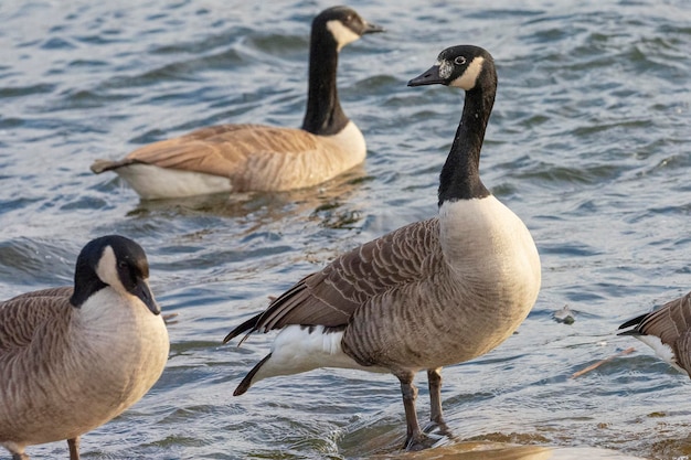 Grote Canadese gans (Branta canadensis) Stockholm, Zweden