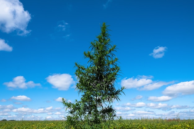 Grote cannabisplant die ik veld tegen blauwe hemel zomermarihuanaboom