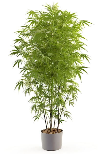 Grote cannabisplant in een kleine witte pot Shot in studio op witte achtergrond