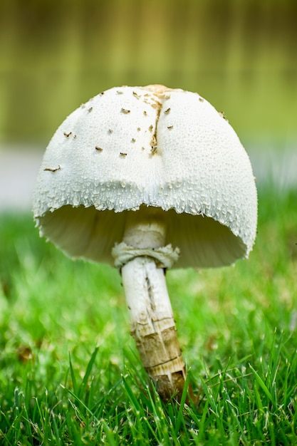 Grote champignon groeit op een park