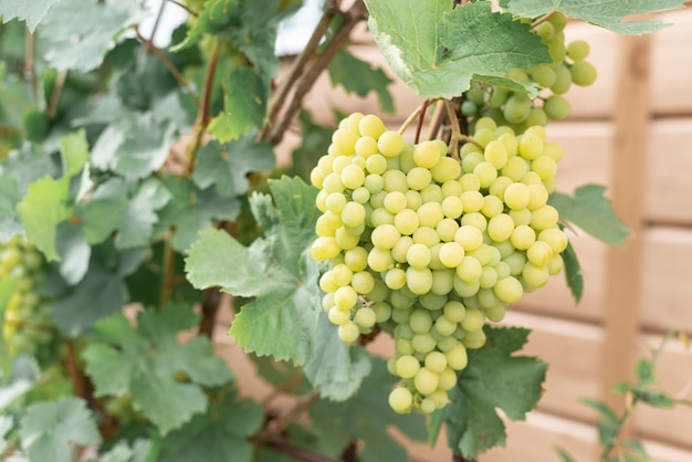 Grote cluster van rijp groene druiven op een tak in een tuin