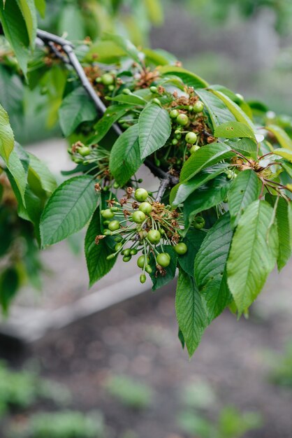 Grote clusters van groene kersen close-up op een boom in de tuin. Oogst van heerlijke kersen.