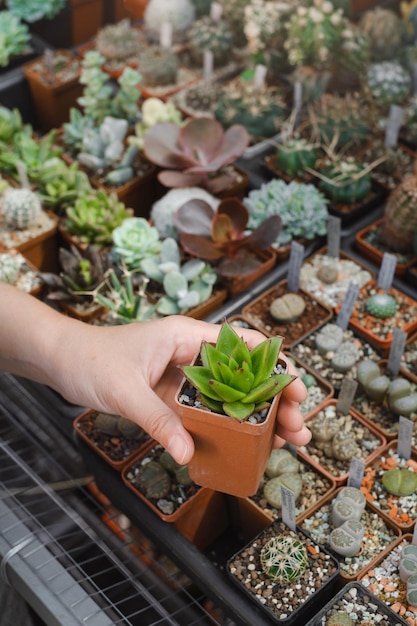 Foto grote collectie sappige planten in potten in de winkel koop huisplant