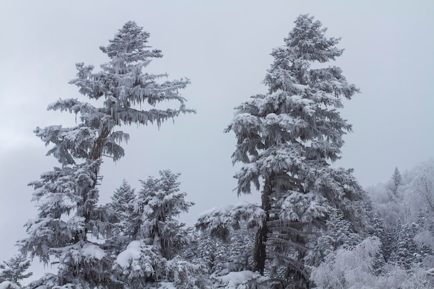 Grote coniferen sparren en dennen bedekt met vorst en sneeuw winterbos in mist