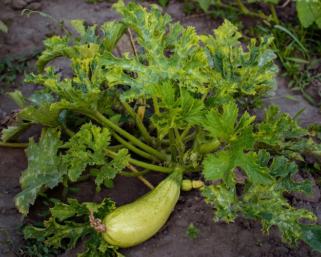 Grote courgette op een struik. Rijpe groene courgette