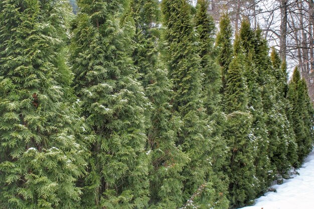 Foto grote decoratieve groene heg van thuja bomen in de achtertuin in de winter thuistuinontwerp thuya plan