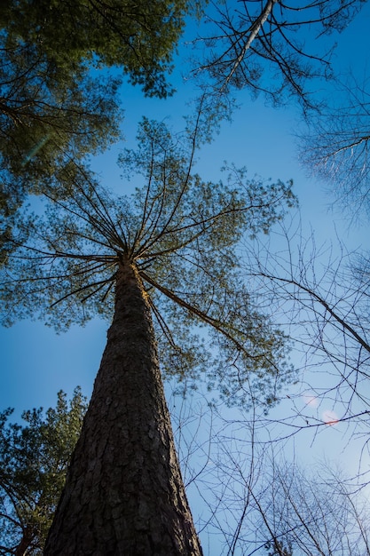 Grote dennen in het bos