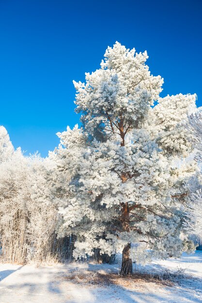 Grote dennenboom met rijm tegen de blauwe lucht. Prachtig winterlandschap in winterbos