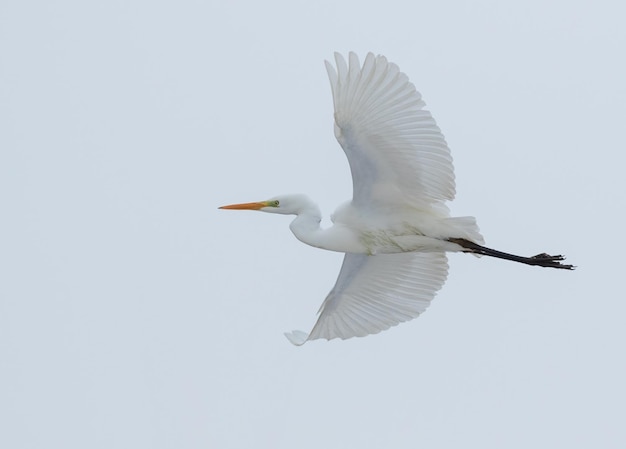 Grote egret Ardea alba Een vogel vliegt tegen de lucht.