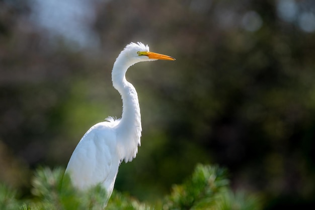 Grote egret die tegen bomen zit