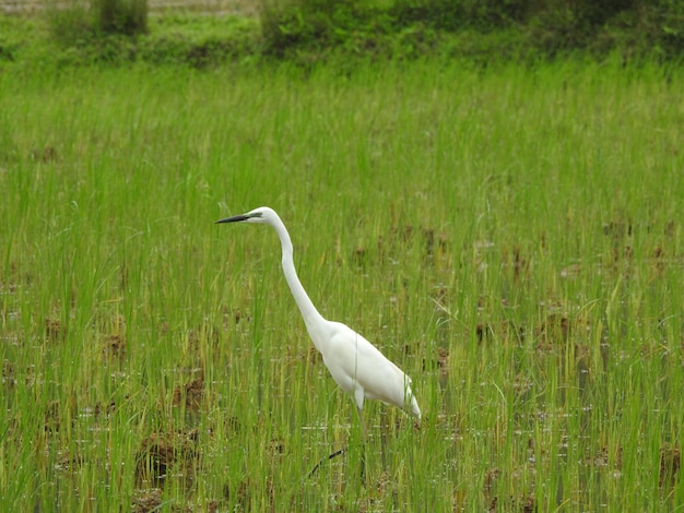 Grote egret op moeras