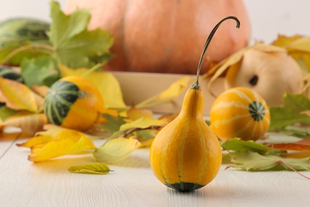 Grote en kleine decoratieve gele pompoenen en herfstgele bladeren op een witte houten tafel herfstcompositie