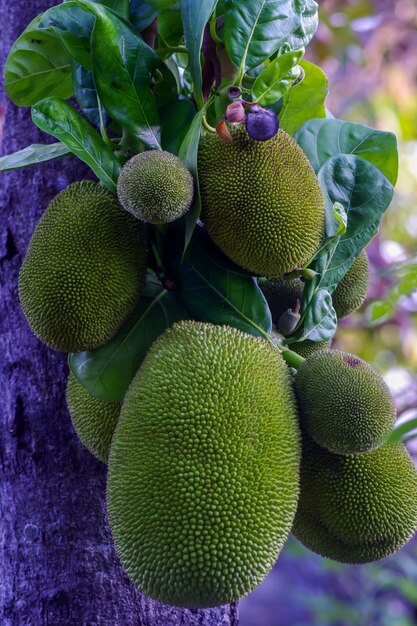 Grote en kleine jackfruits op de stam van de boom