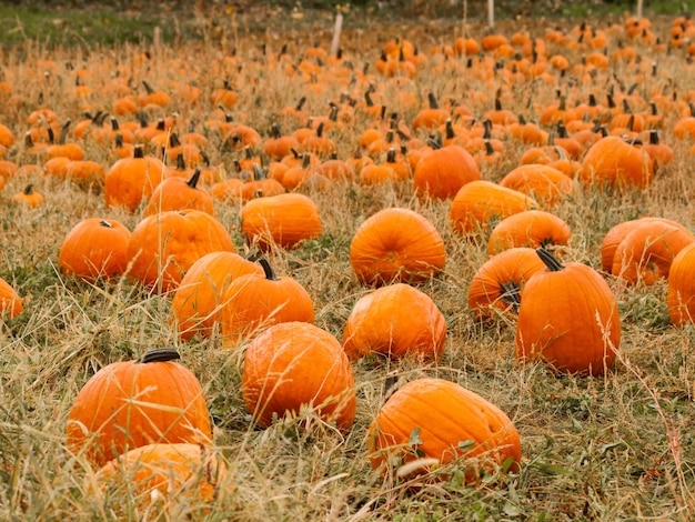 Grote en kleine pompoenen op het pompoenveld in de vroege herfst.