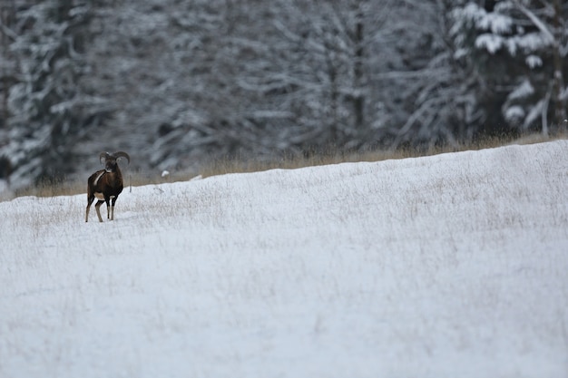 Grote en mooie damherten in de natuurhabitat in Tsjechië