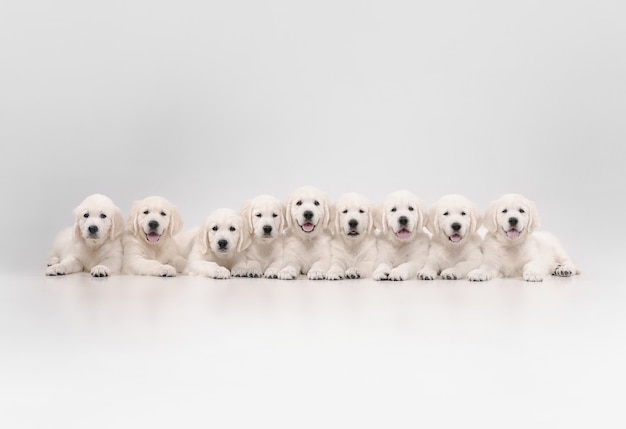 Grote familie. engelse crème golden retrievers poseren. leuke speelse hondjes of rasechte huisdieren zien er schattig uit geïsoleerd op een witte muur. concept van beweging, actie, beweging, honden en huisdieren houden van. kopieerruimte.