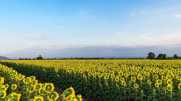 Grote felgele zonnebloemen.