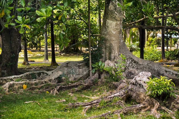 Grote ficusboom in botanische tuin pamplemousses, mauritius.