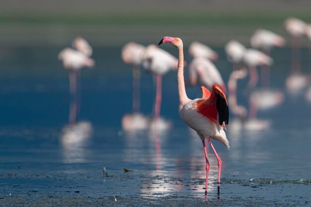 Grote flamingo (Phoenicopterus roseus) Malaga, Spanje