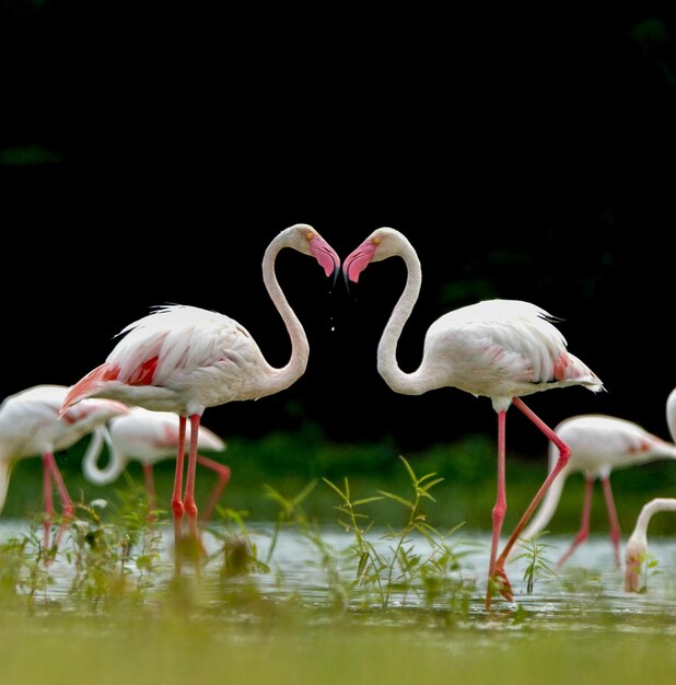 Foto grote flamingo