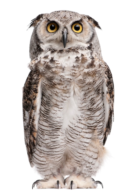 Grote gehoornde uil, Bubo Virginianus Subarcticus, op geïsoleerd wit