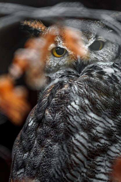 Foto grote gehoornde uil